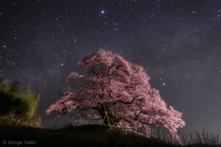 桜銀河